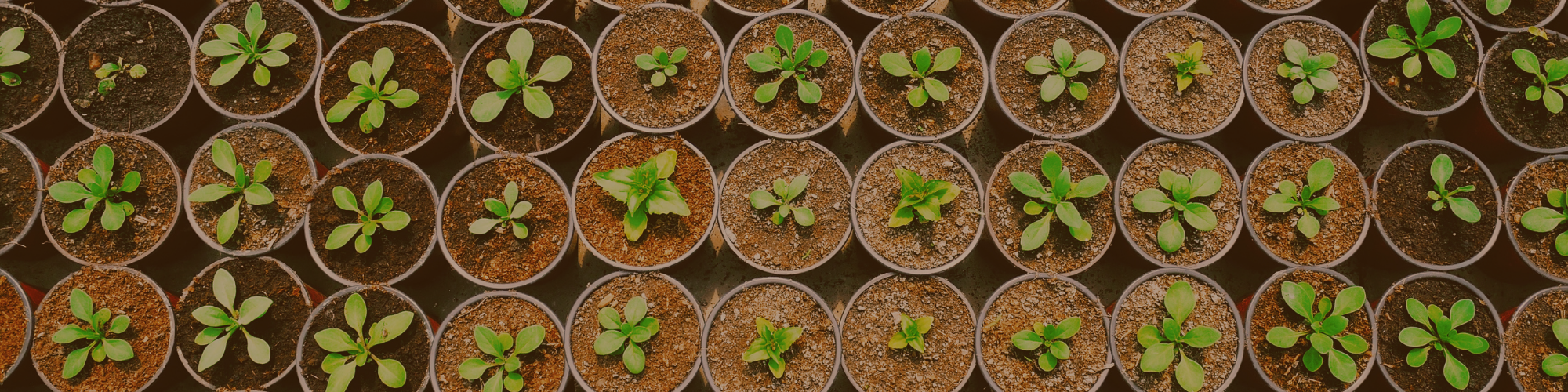 rows of sprouting plants in little pots