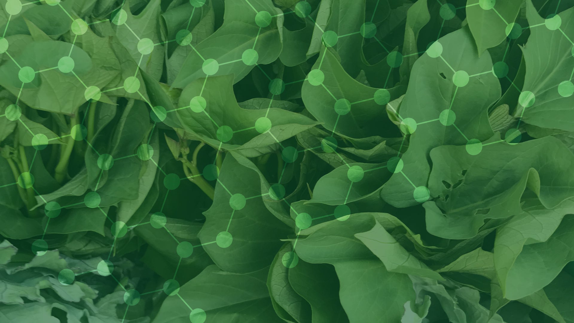 A bunch of spinach greens is overlaid with a translucent molecule pattern to signify the science of nutrition