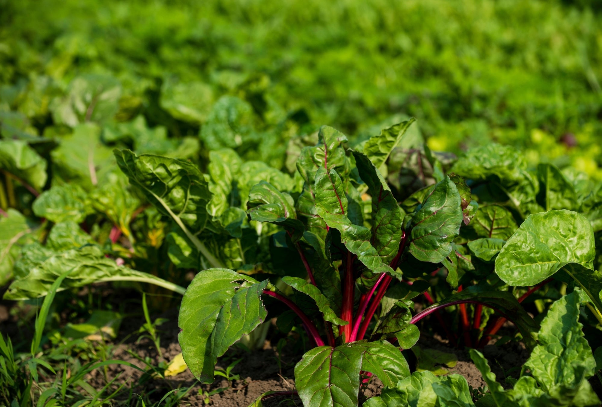 swiss chard growing at New Entry Farm