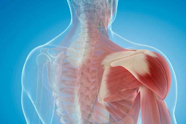 A scientific illustration of shoulder muscles
